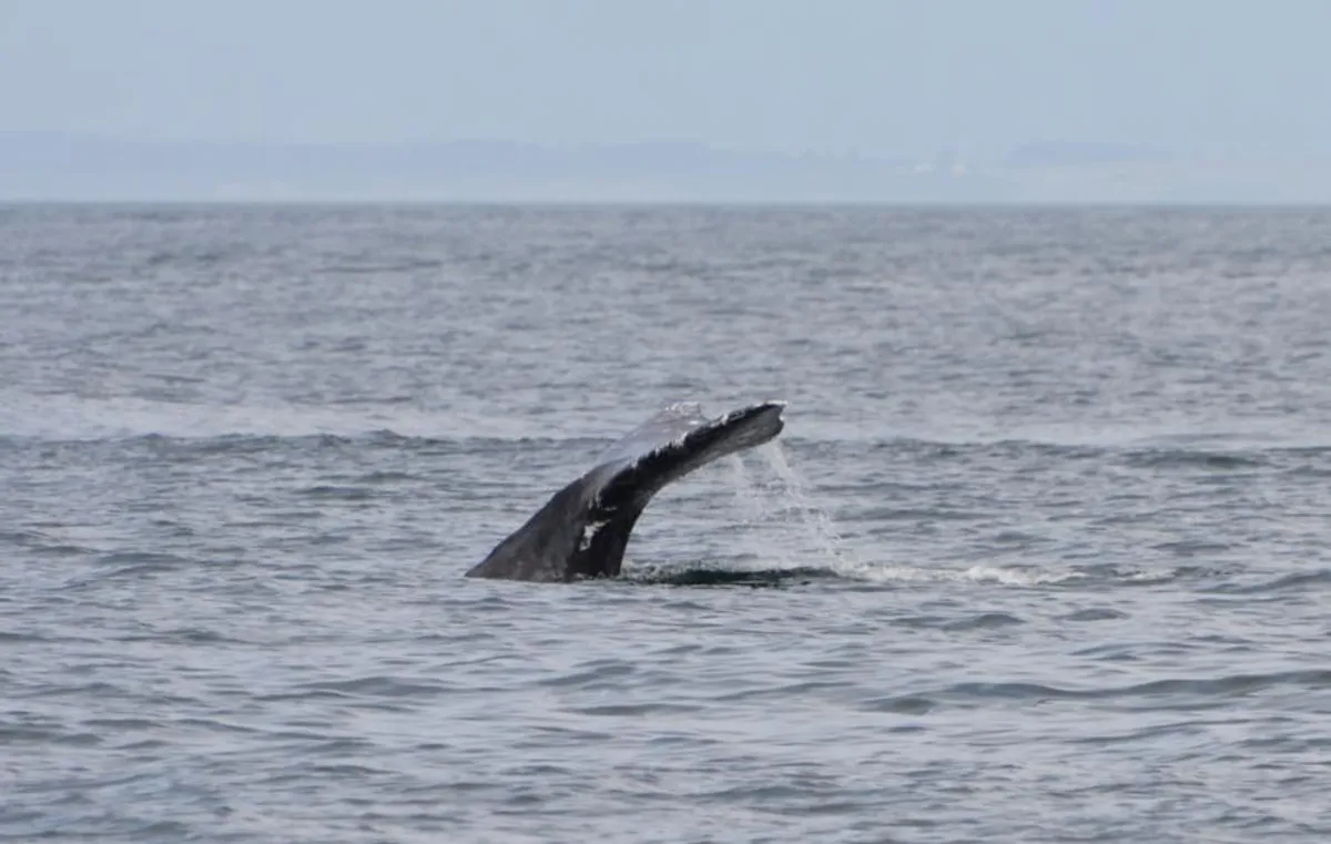 Gray whale