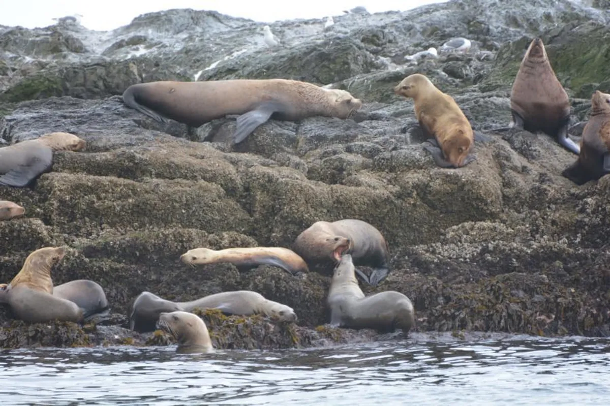 Stellar sea lions