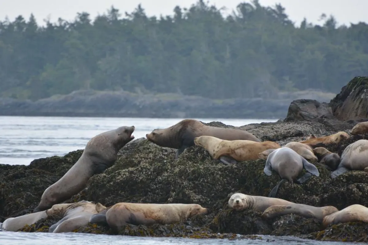 More Stellar sea lions
