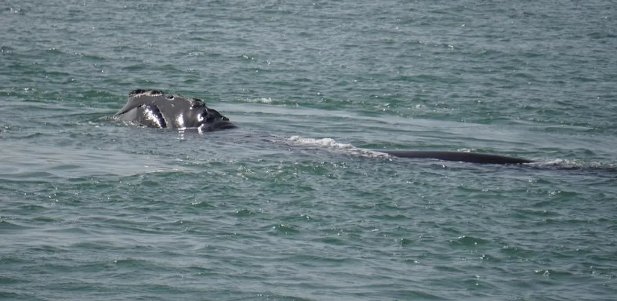 right whale