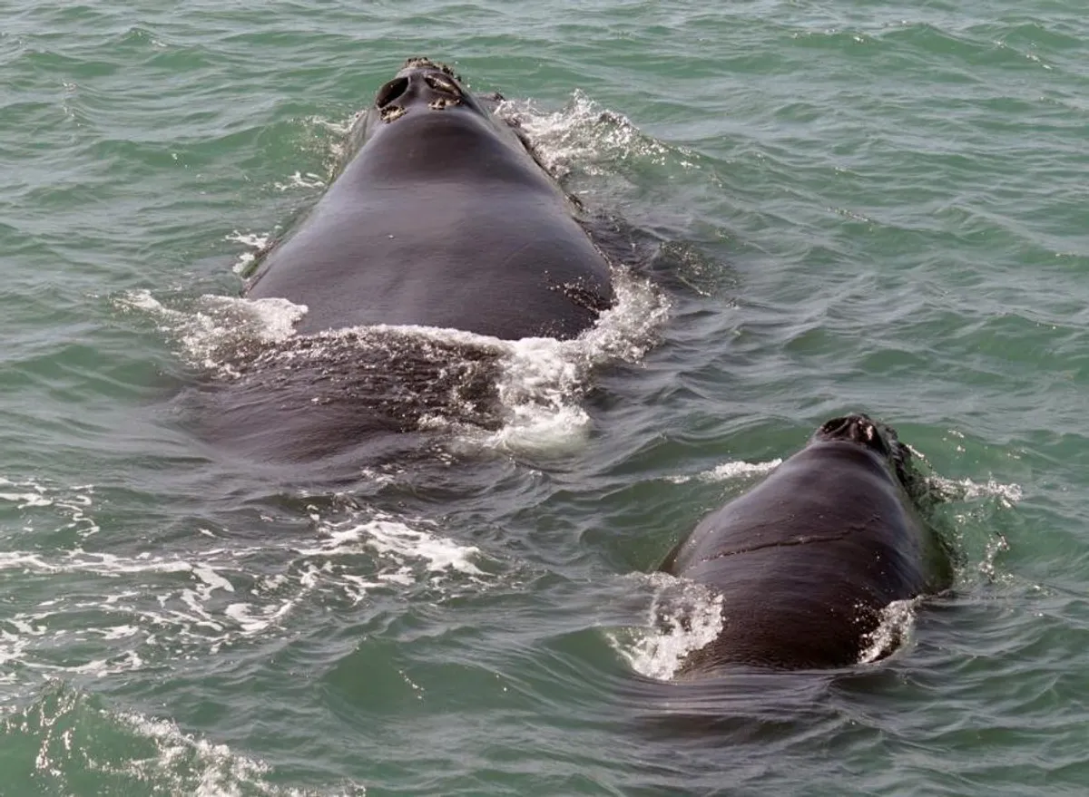 mom and calf pair
