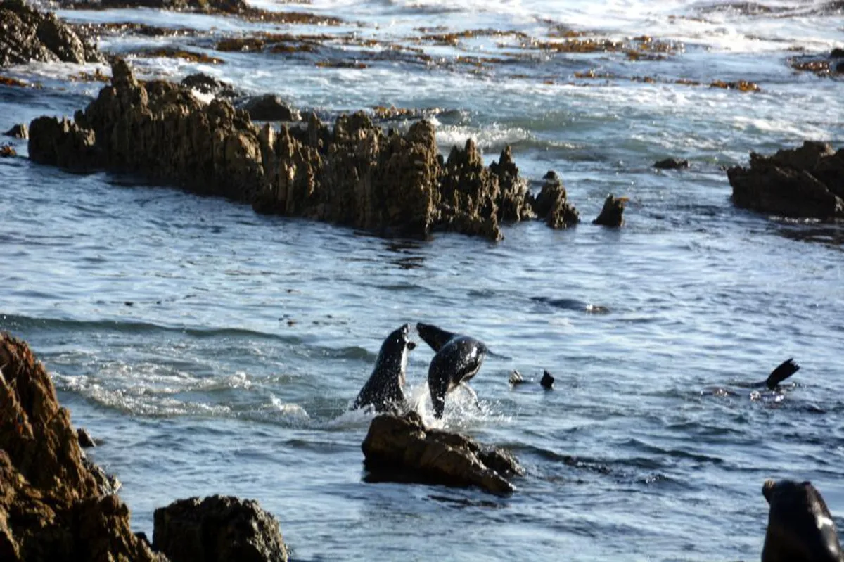 Juvenile fur seals - social behavior
