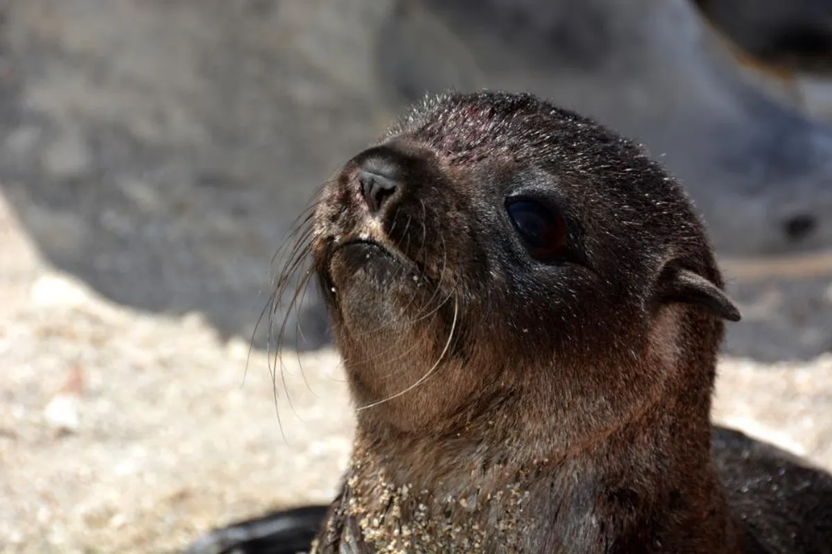 fur seal pup