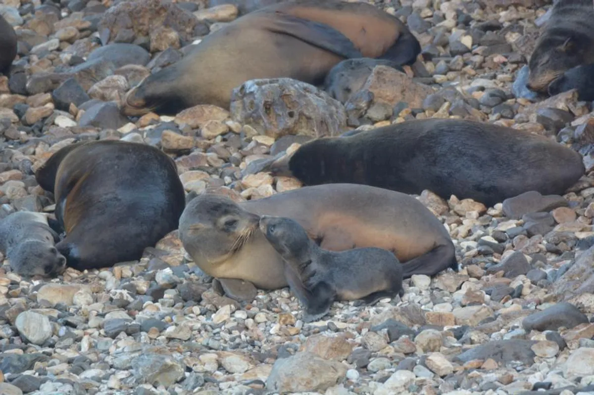 mom and pup fur seal