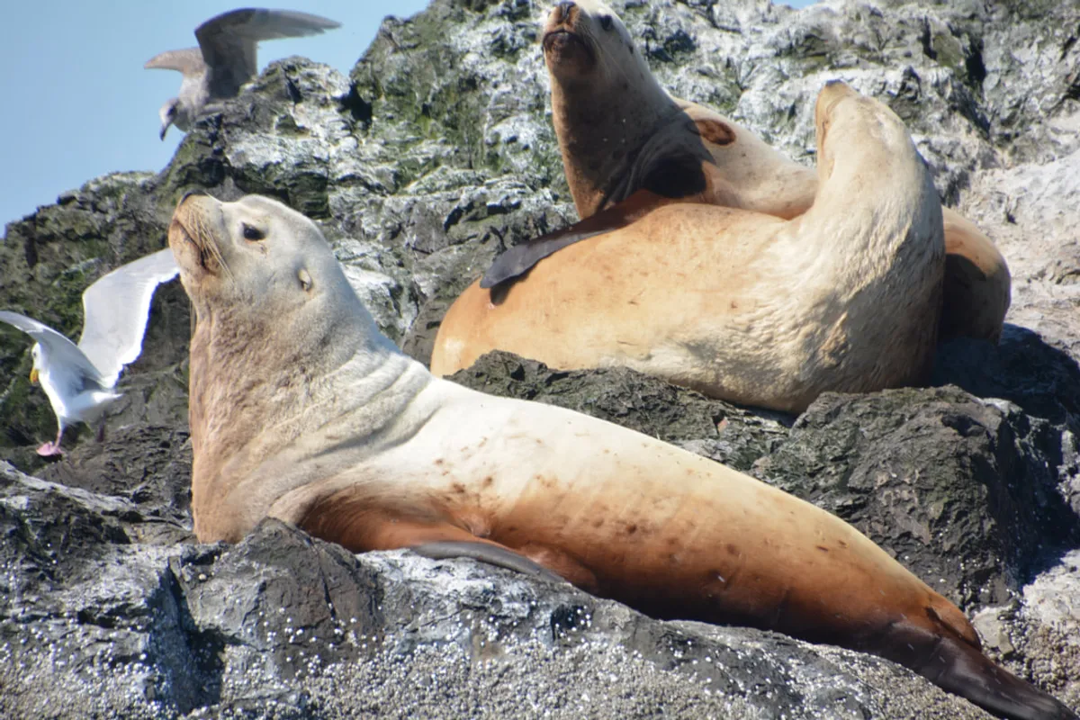 stellar sea lions giving us the side eye at Whale Rocks
