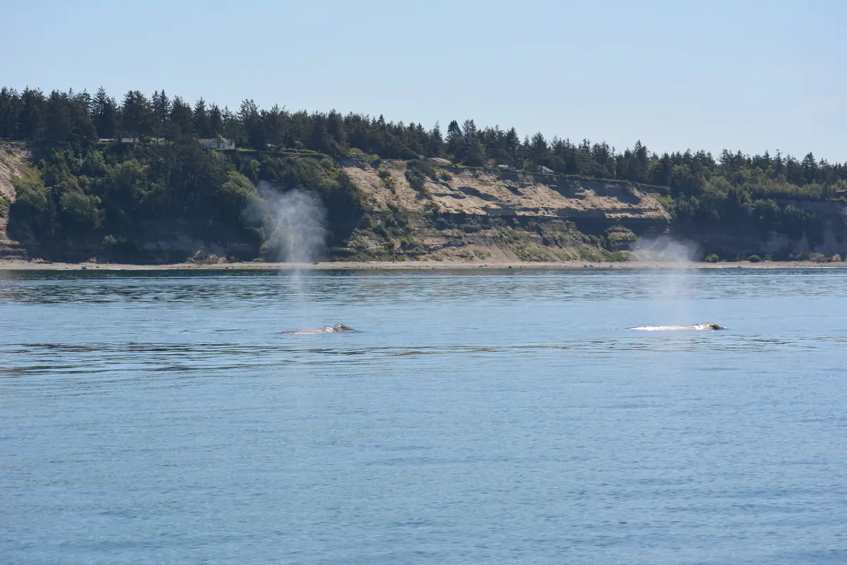 Marine Mammal Summer Field Course Day 1 - a pair of gray whales we saw getting their grub on in the San Juan Islands