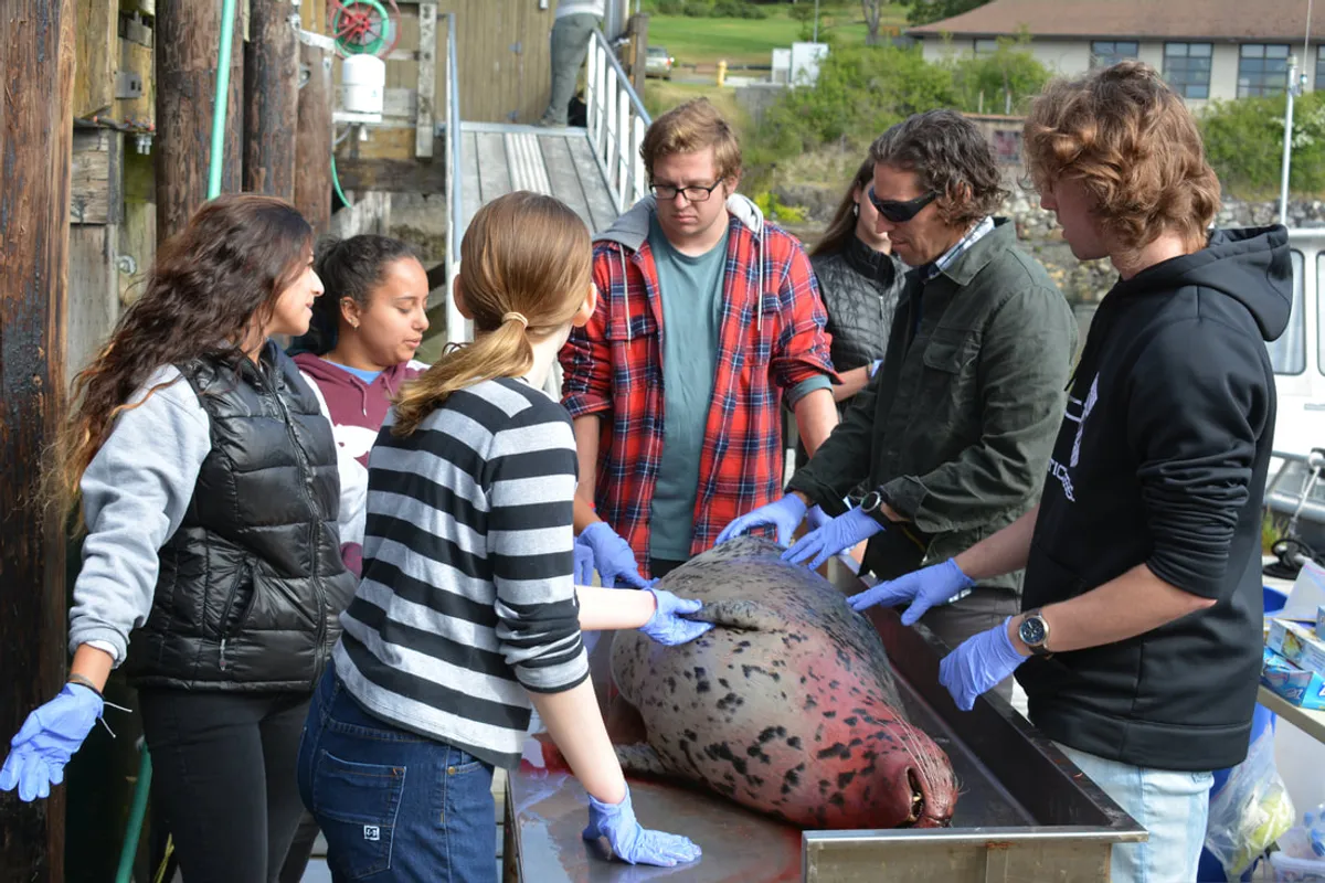 Checking out a harbor seal just before a necropsy demonstration, courtesy of @thewhalemuseum and @seadocsociety. Photos taken under NMFS Permit 18786-02.