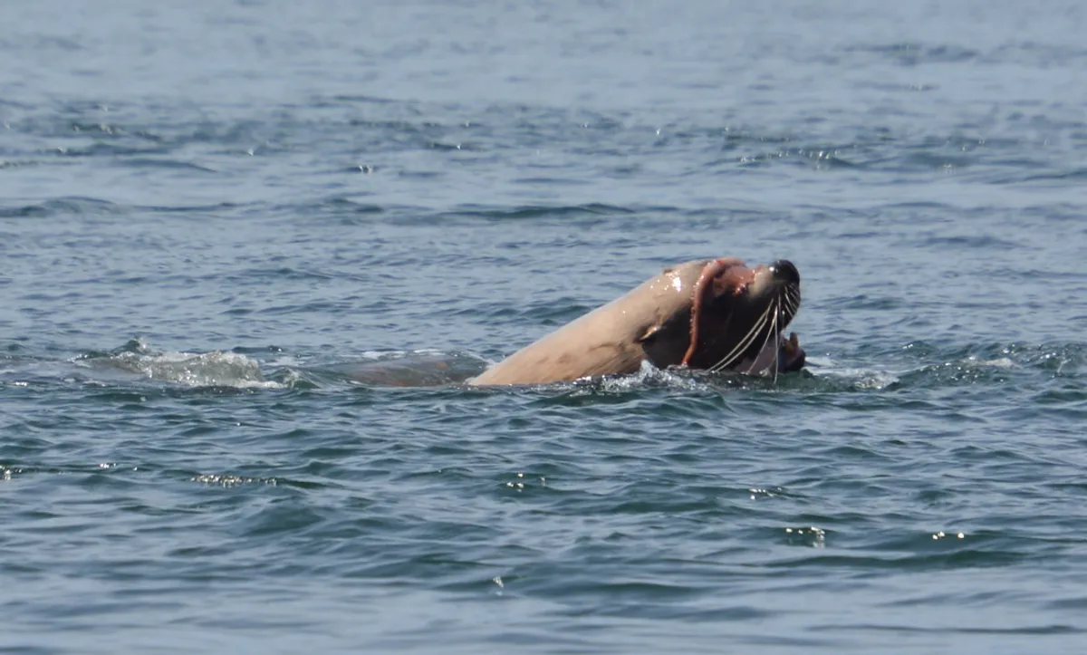 Marine Mammal Field Course Day 3, or Why I do not eat octopus