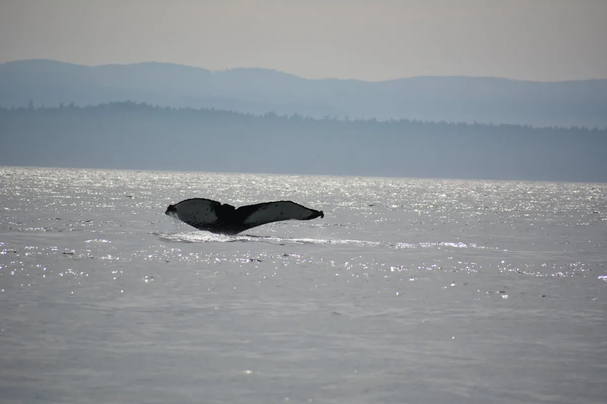 Guess who found a humpback during our harbor seals survey today? It was us. We found it.