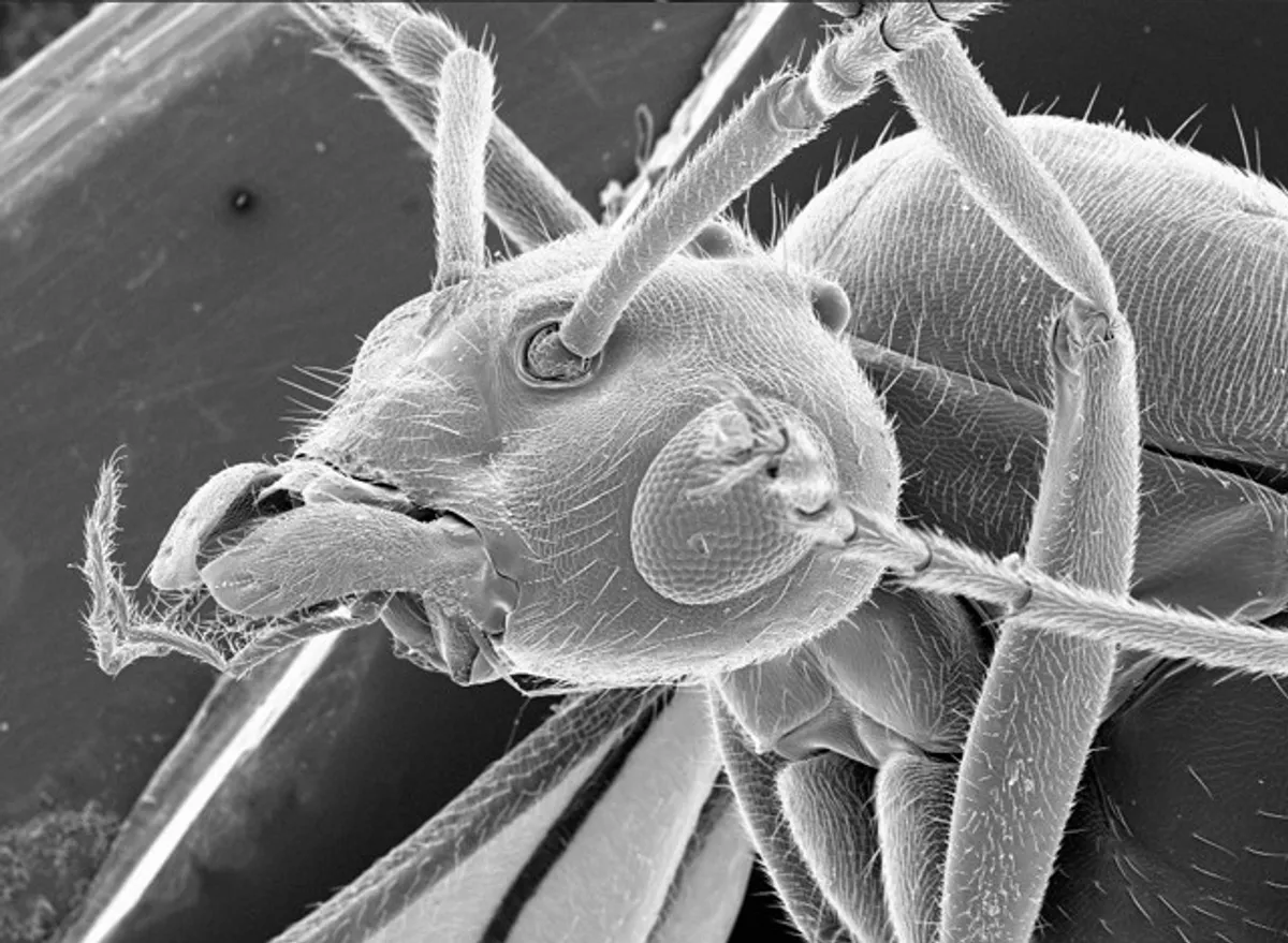 Ant
