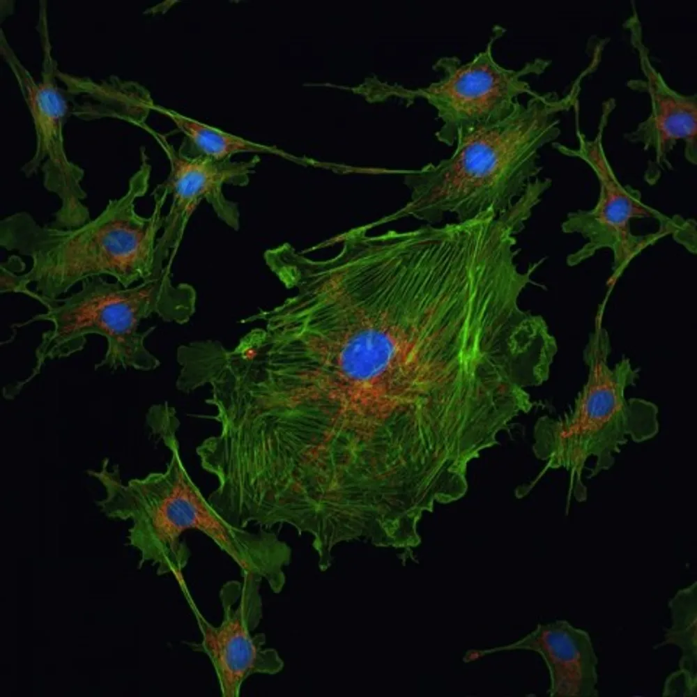 Cell Field