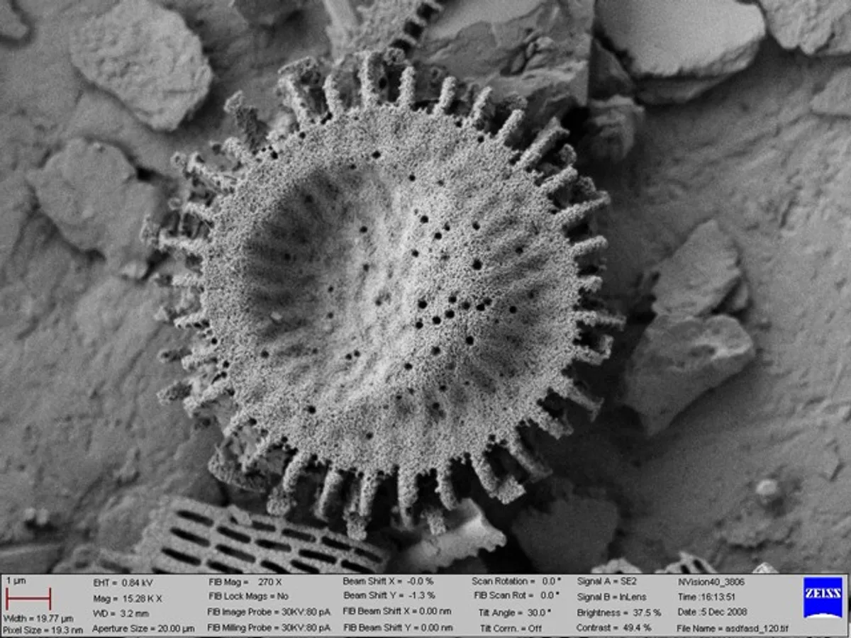 Diatom