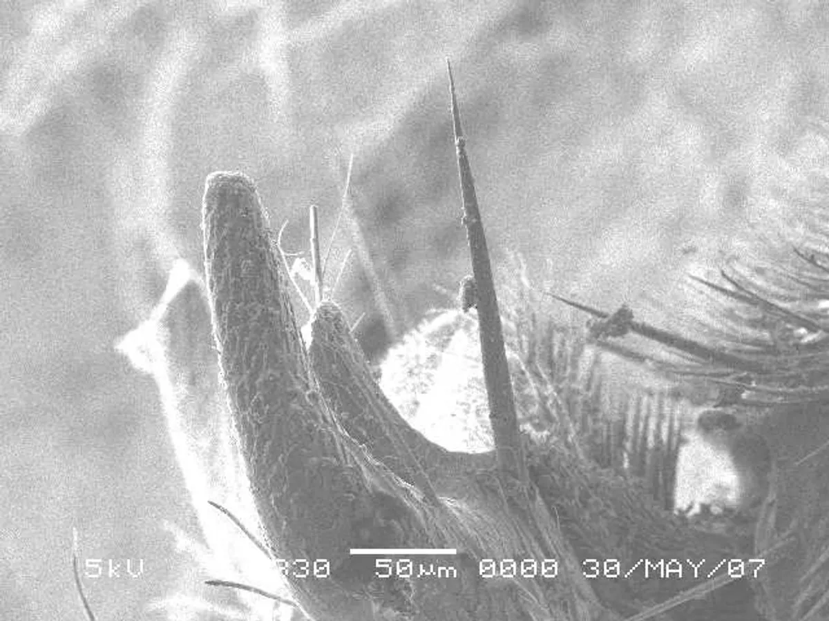 Bee Stinger