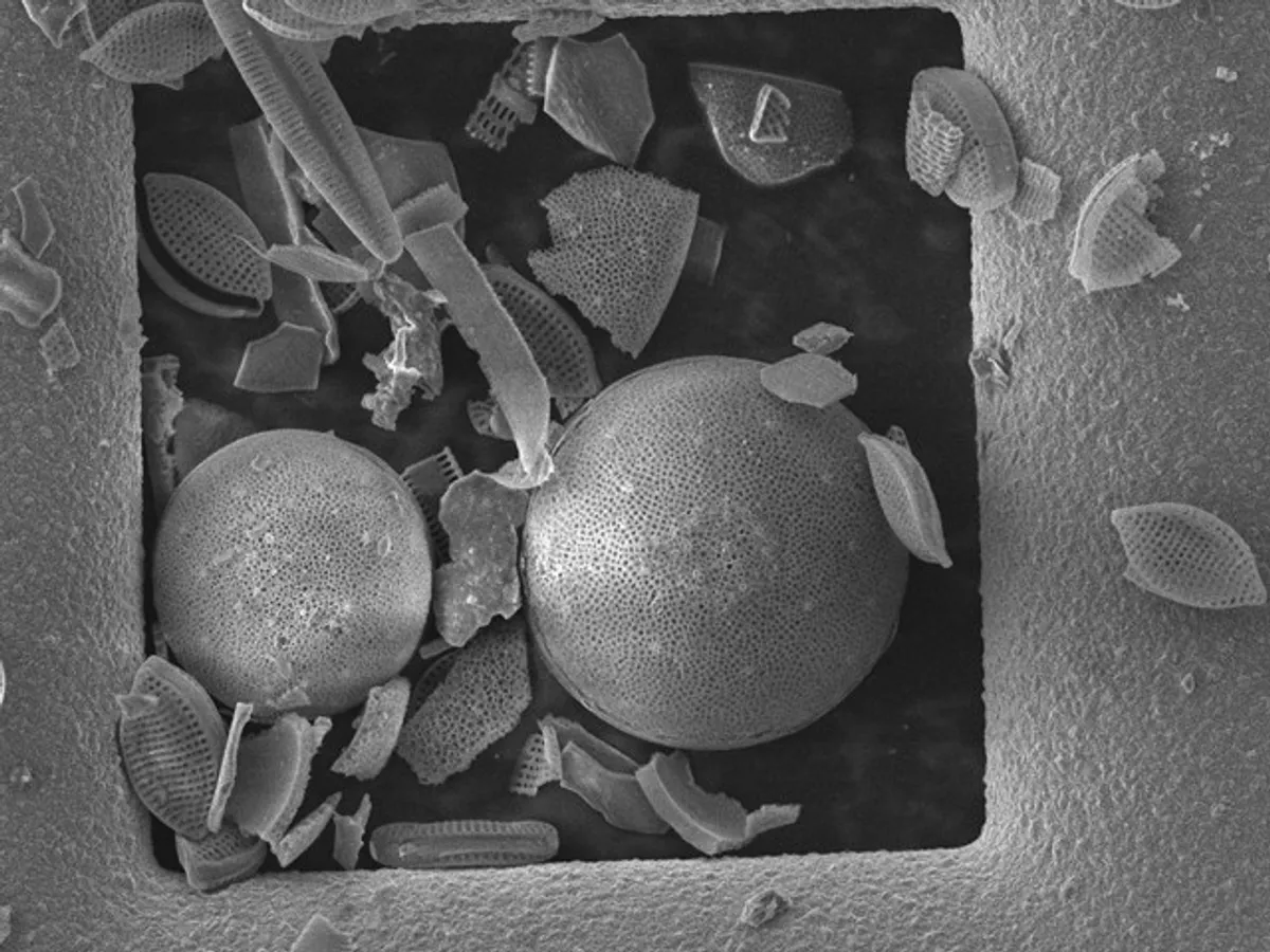 Diatom