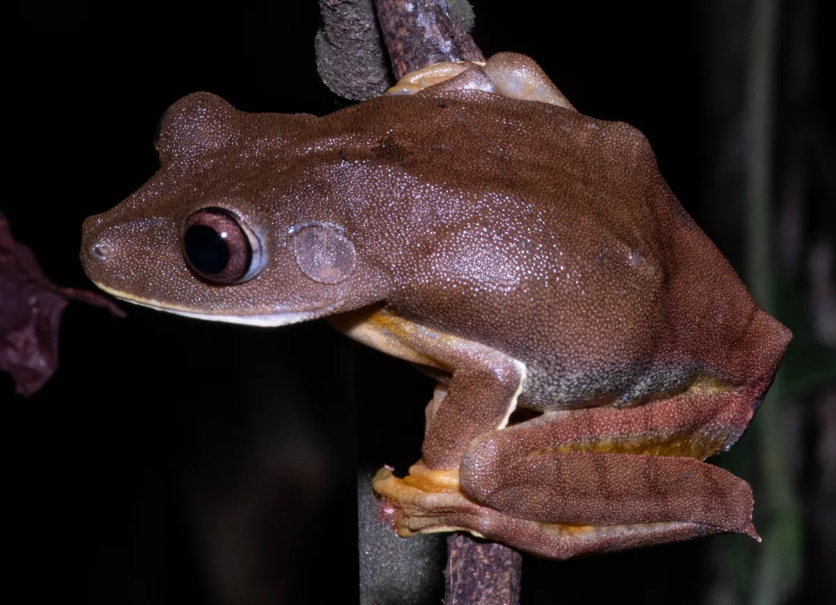 Boana appendiculata