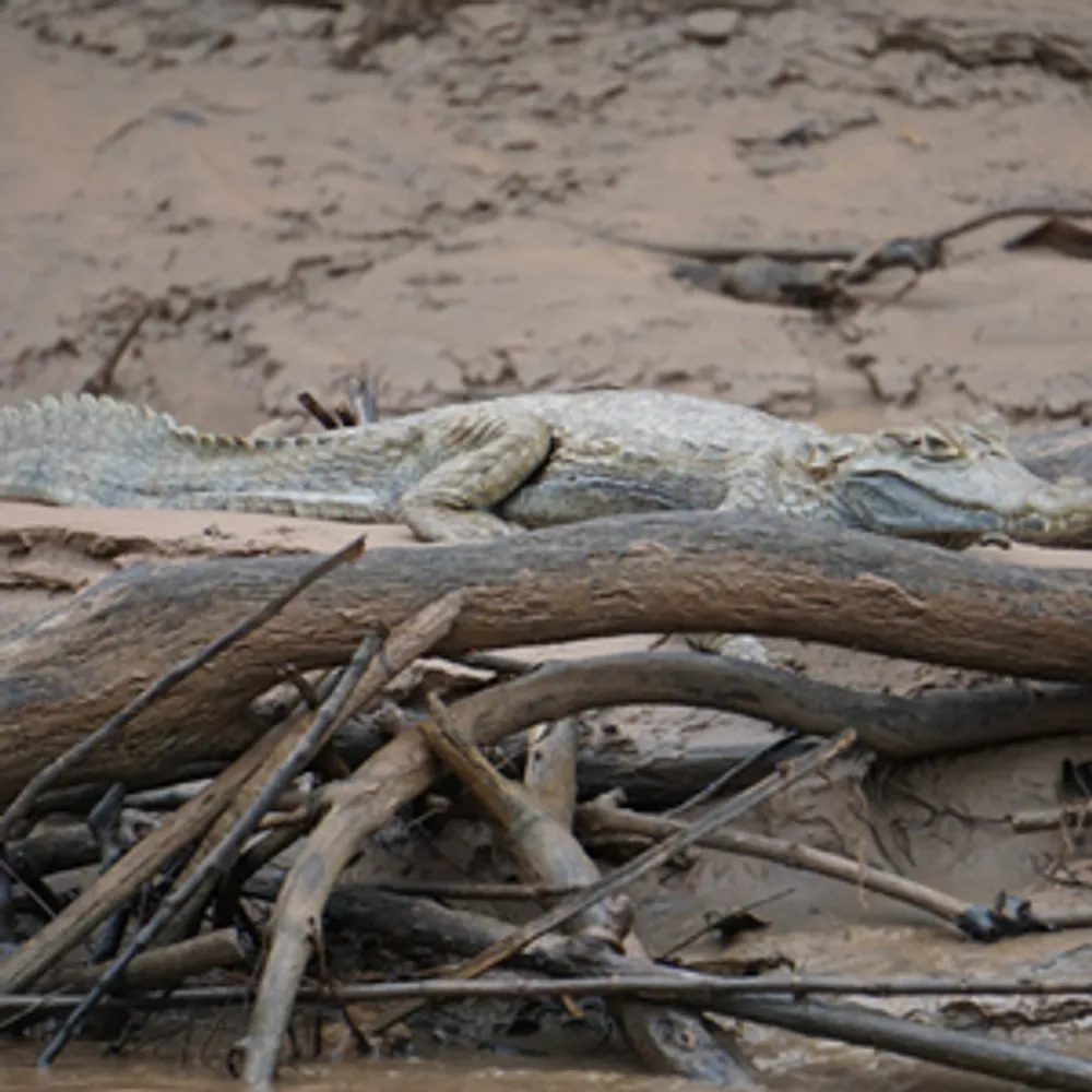 Caiman yacare
