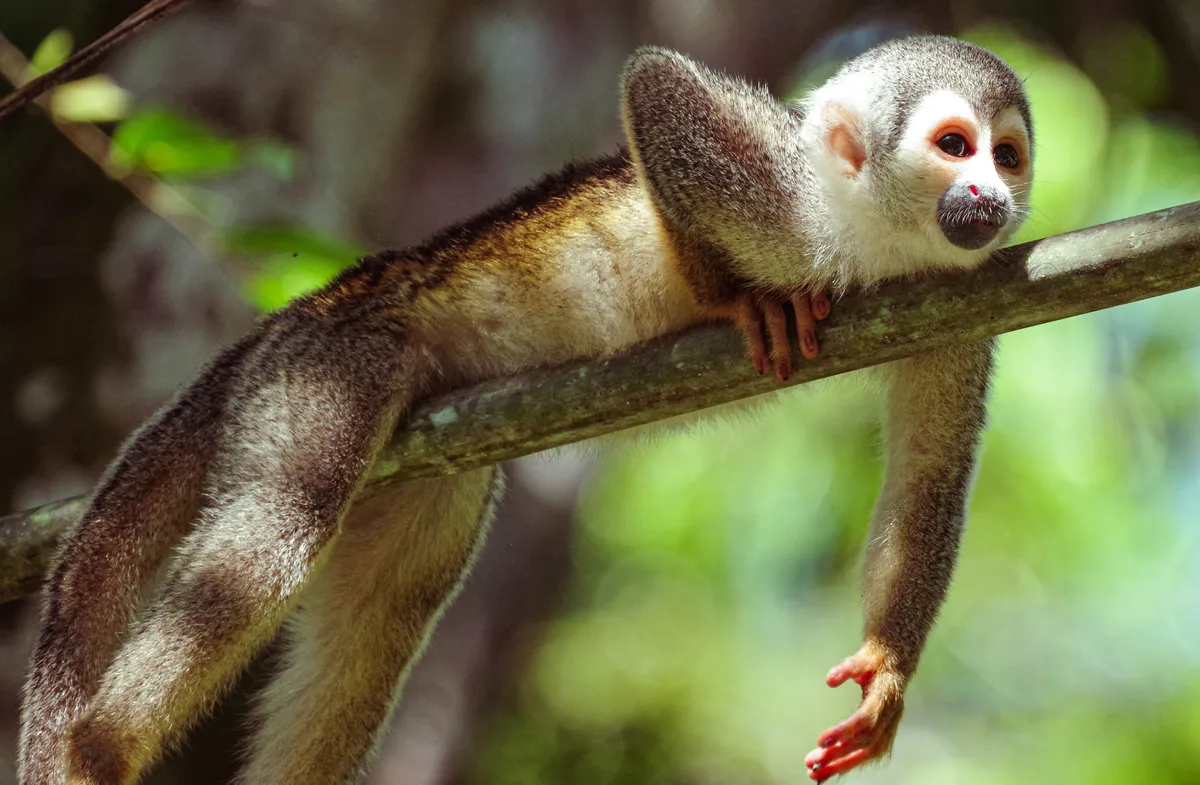 Saimiri cassiquiarensis