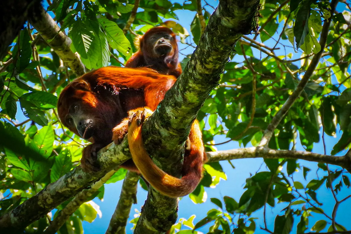 Alouatta seniculus