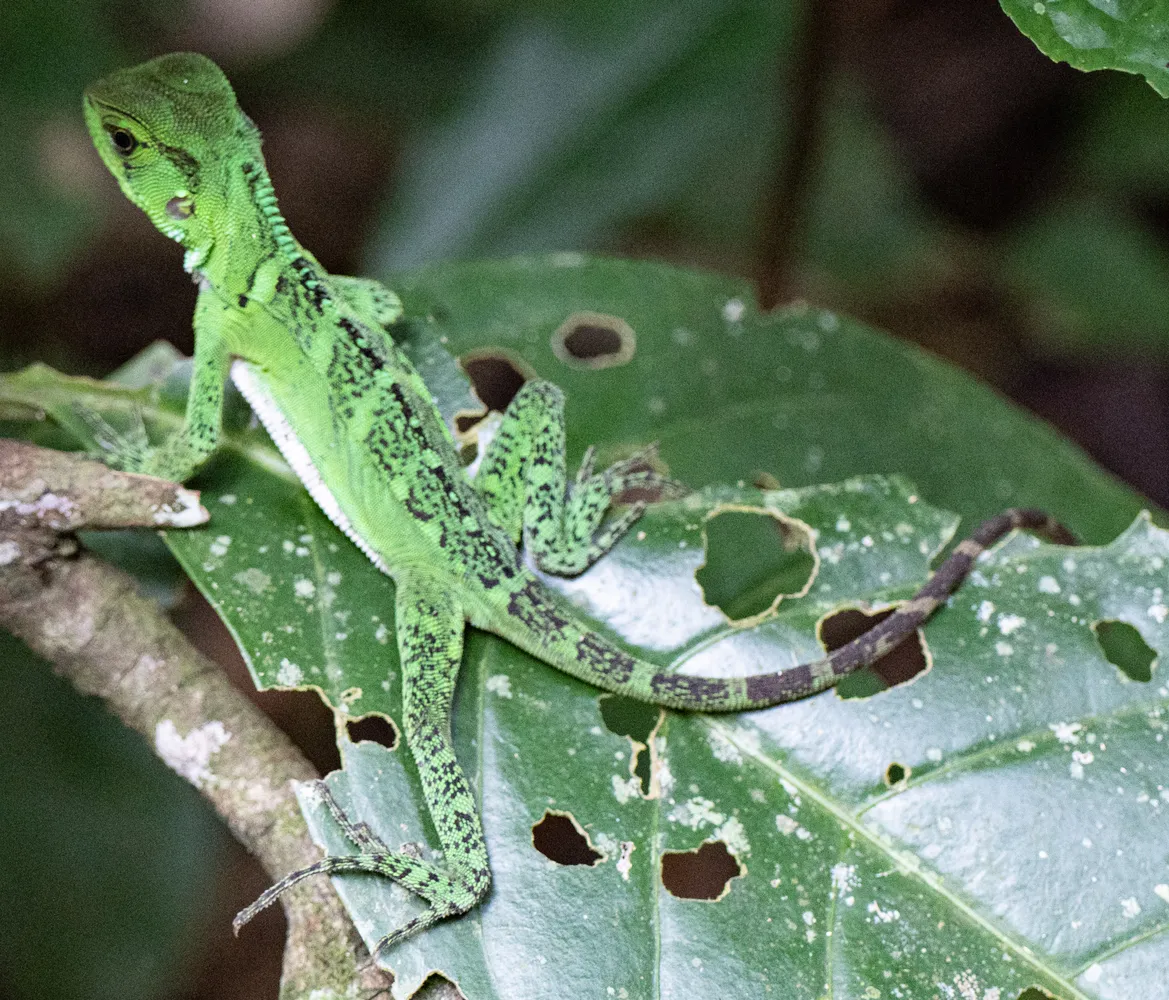 Enyalioides laticeps