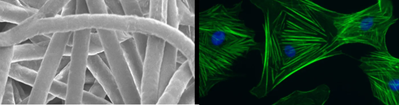 micro organisms