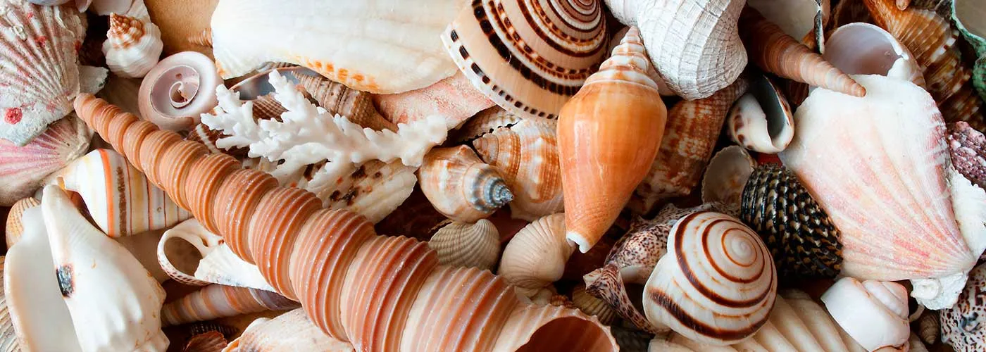 Shell Collection
