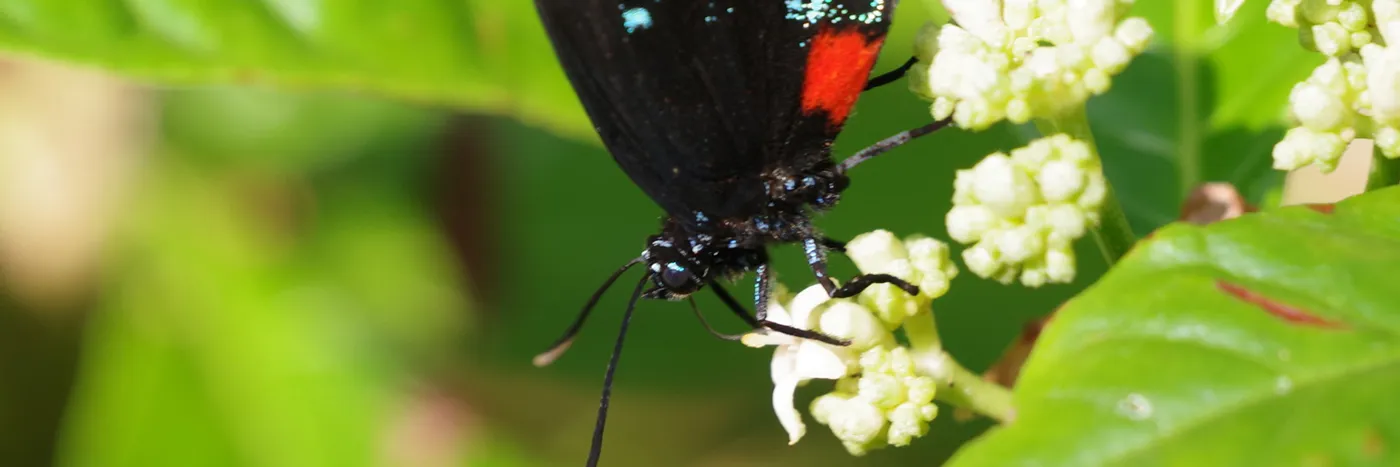 Atala Butterfly