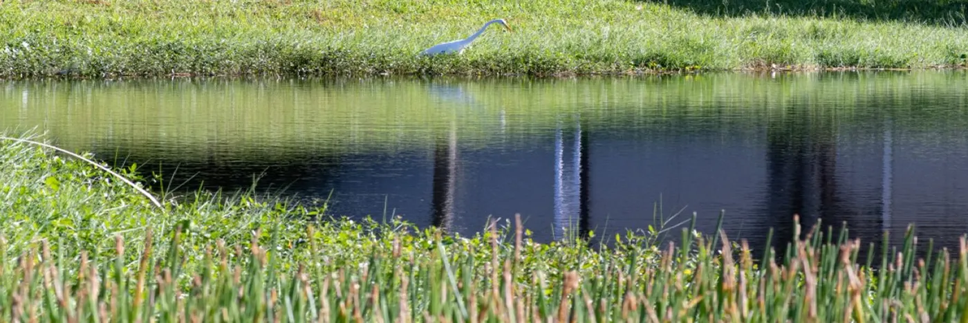 Wetlands