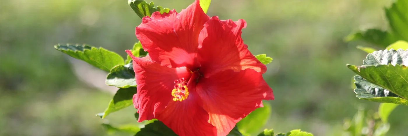 Hibiscus Flower