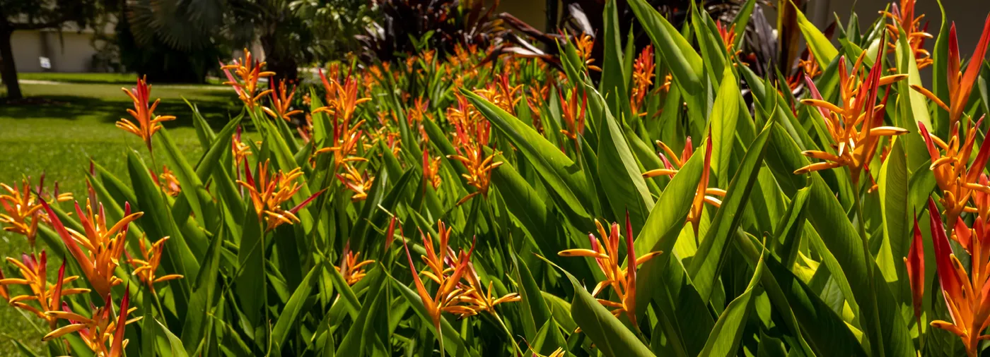orange flowers on campus
