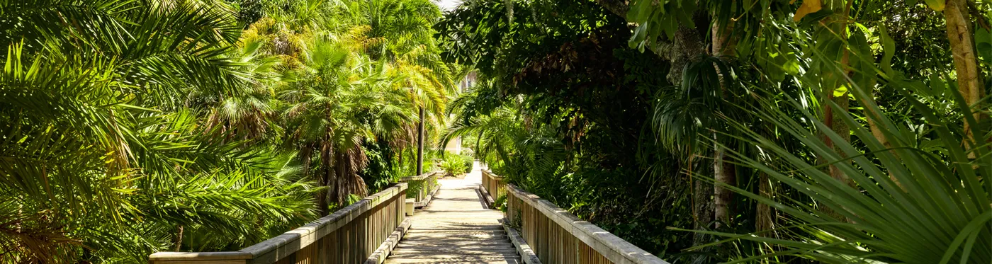 Trees along Boardwalk on Campus