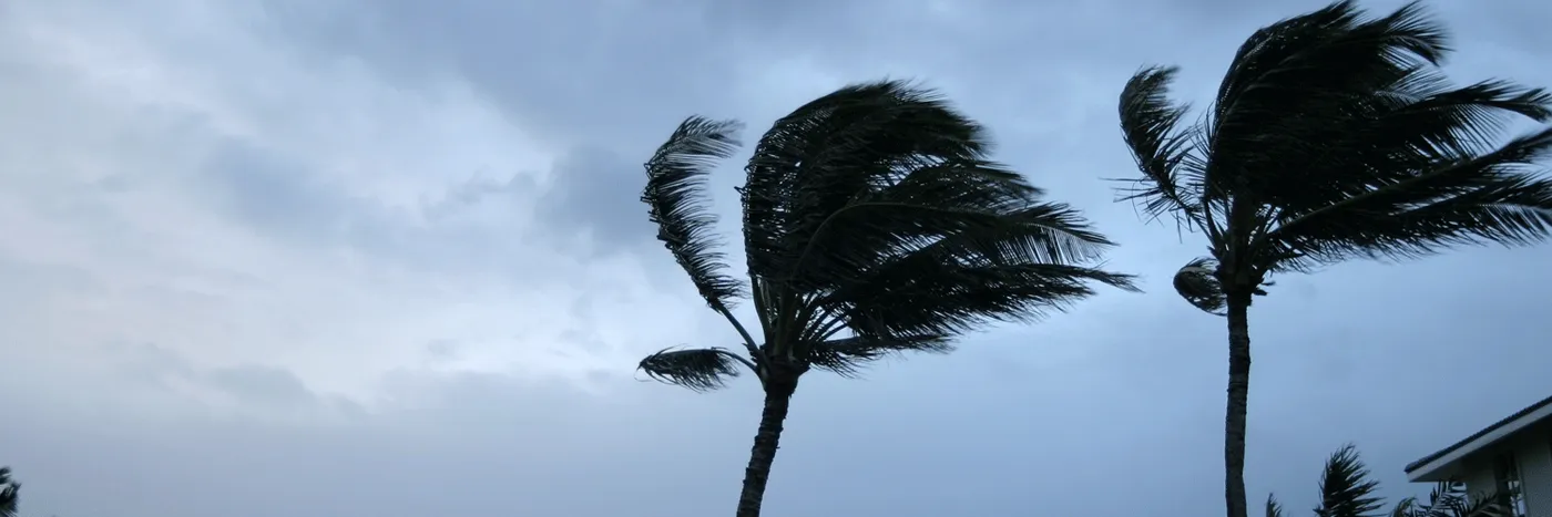 Trees Blowing in Hurricane Force Winds