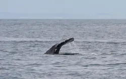 Gray whale
