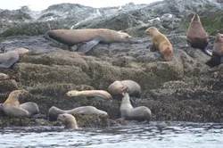 Stellar sea lions