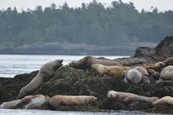 More Stellar sea lions