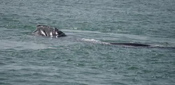 right whale