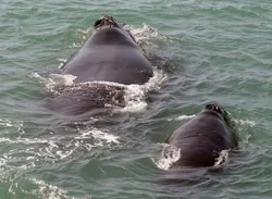 mom and calf pair
