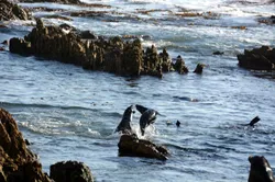 Juvenile fur seals - social behavior