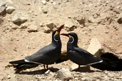 Inca terns