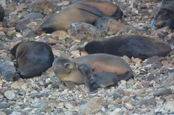 mom and pup fur seal