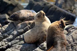 more sea lions