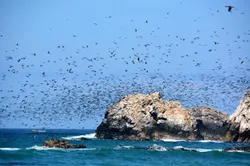 Guano birds leaving to forage