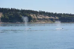 Marine Mammal Summer Field Course Day 1 - a pair of gray whales we saw getting their grub on in the San Juan Islands