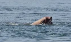Marine Mammal Field Course Day 3, or Why I do not eat octopus