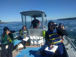 Surveying harbor seals. Such a solid research team!