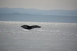Guess who found a humpback during our harbor seals survey today? It was us. We found it.