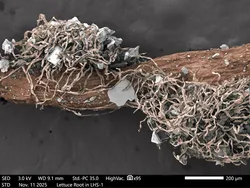 Lettuce-Root (Lactuca-sativa) grown in Lunar Highland Simulant