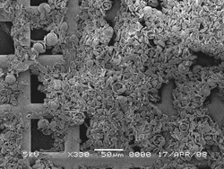 Diatom Vining
