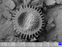 Diatom