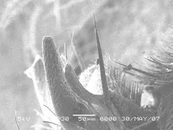 Bee Stinger