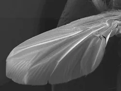 Fly  Wing